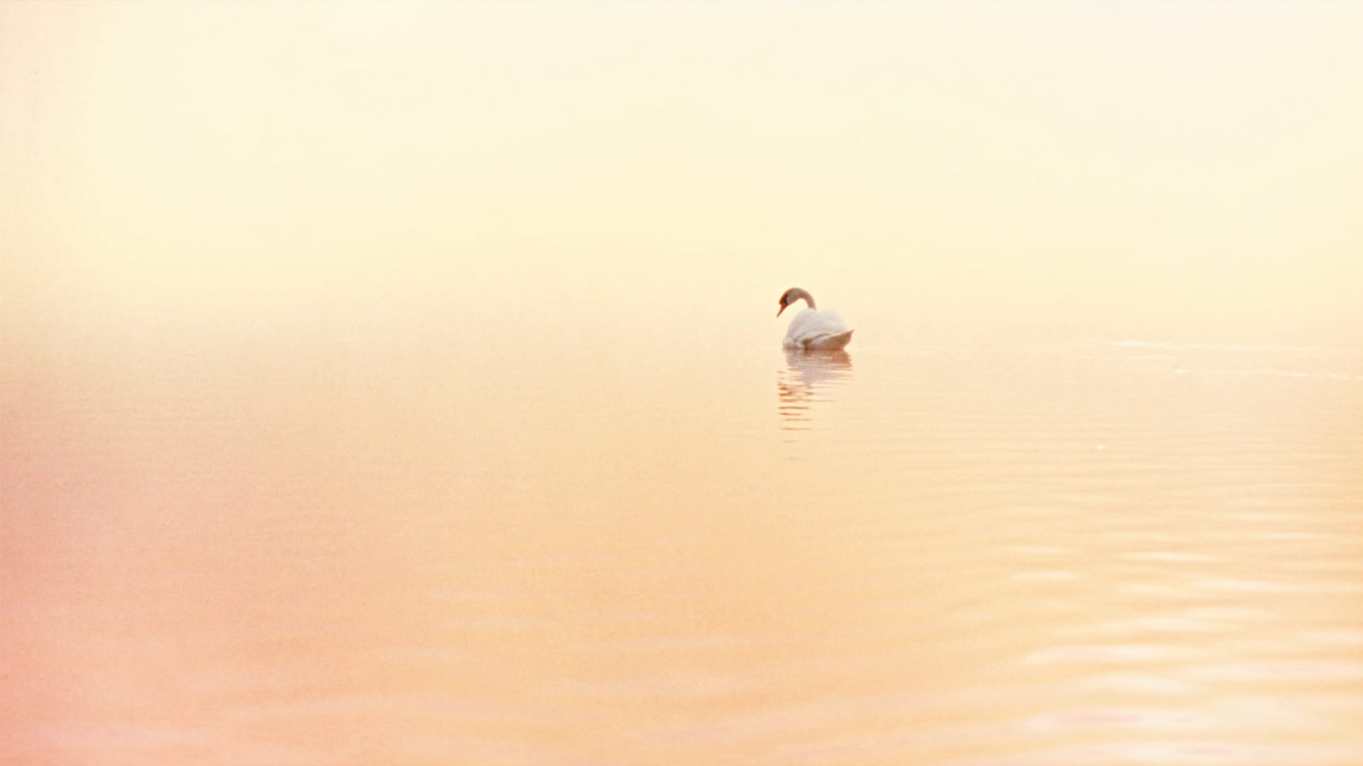 A white swan drifting far away into dense pale mist on a still lake